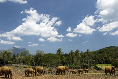 Pinnawela Elephant elephant orphanage / sanctuary Sri Lanka