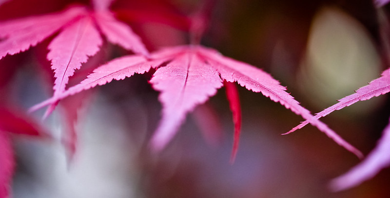 Bergamo - red leaves