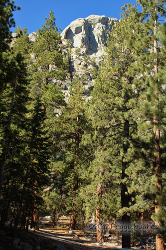 california camping trees mountains nature vertical pine scenic mtwhitney peggy sierranevada easternsierras ©allrightsreserved ©peggyhughes