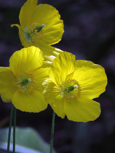 Backlit Yellow Poppies