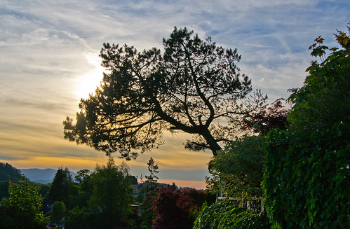 sunset sky plant tree salzburg green pine clouds austria evening österreich outdoor hedge serene elsbethen nikond3100 schlosselsbethen