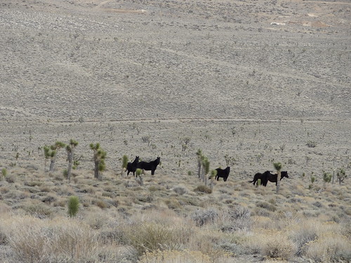 california horse nationalpark desert go wildhorses 2012 deathvalleynationalpark greatoutdoors gops dvnp greatoutdoorspalmsprings 201203 deathvalleynationalparktrip 20120316 tulecanyonroad