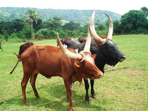 Local cattle in Kiboga (Uganda)