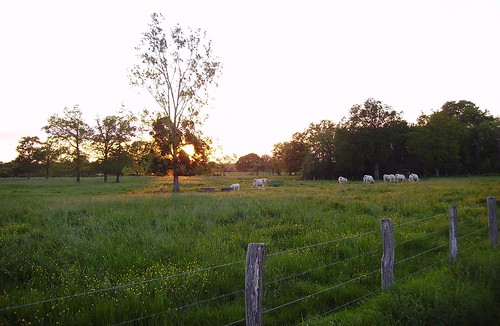 sunset green field grass fence cow post barbedwire poteau prairie champ vache herbe clôture barbelé pâture fildeferbarbelé