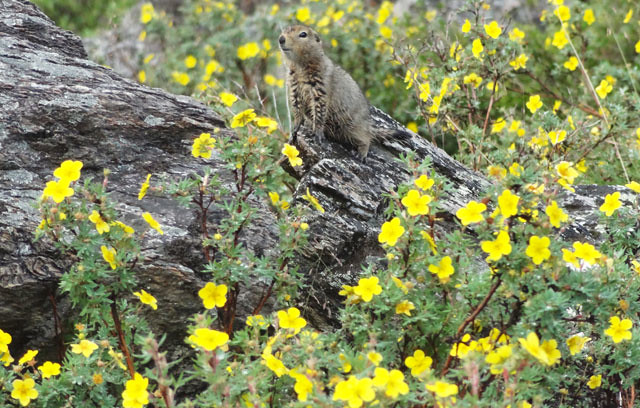 squirrel-flowers