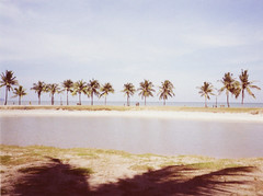 Beach/coconut trees/couple