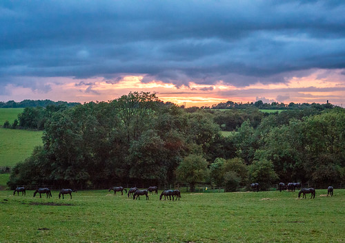 sunset england horses unitedkingdom gb dac meltonmowbray armyhorses horseatgrass horsesatgrass