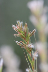 Cymbopogon procerus (Lemon Grass, Citronella Grass) - cultivated