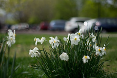 Poets Narcissus and Parking Lot