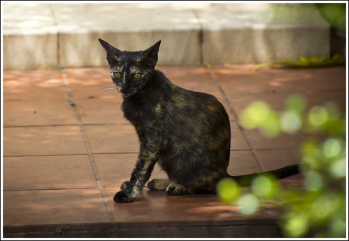 Cat at Kathu Temple