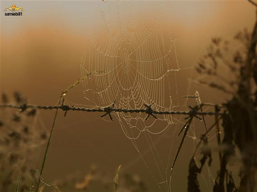 copyright germany full barbedwire spidersweb earlymorningdew cowsfield sarniebill1 nigelwedge