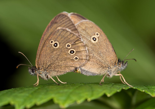 macro closeup butterfly insect europe sweden mating mate ringlet vimmerby kalmarcounty aphantopushyperantus ekudden smålad hökhult