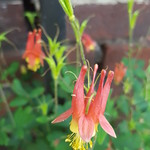 Aquilegia canadensis, Eastern red columbine