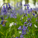 Bluebells and other woodland flowers