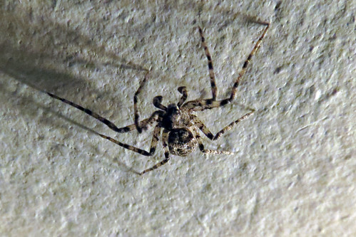 brown rural march spider ceiling manitoba 2012