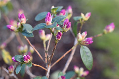 Rhododenron almost in bloom