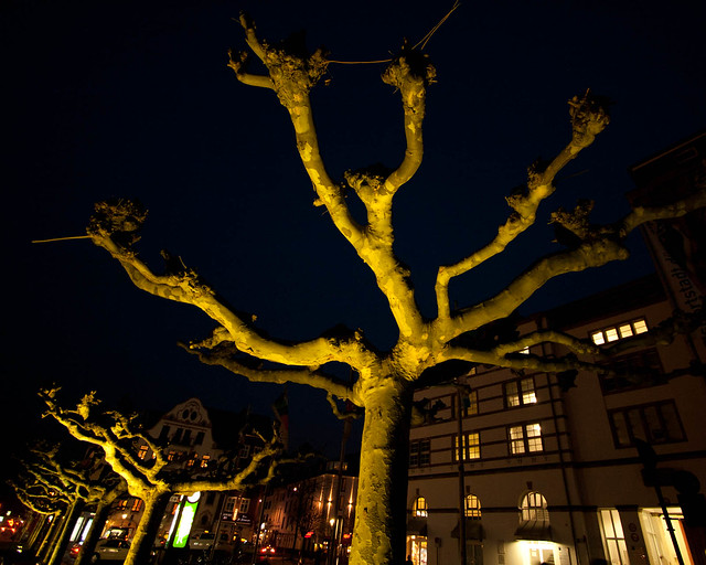 Dusseldorf-Trees 2