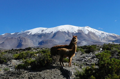chile alpaca andes altiplano volcán parquenacional volcanoe regióndetarapacá lamapaco volcánisluga parquenacionalisluga