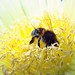 Carpobrotus edulis polen harvest