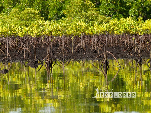Bongsalay Mangrove Natural Park (3 of 12)