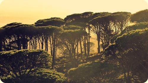 trees sun nature sunshine sunrise southafrica capetown hcs happyclichésaturday