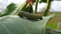 Monarch butterfly (caterpillar)