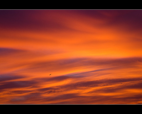 morning blue sky orange bird clouds sunrise freedom free freebird birdflying iwantitall