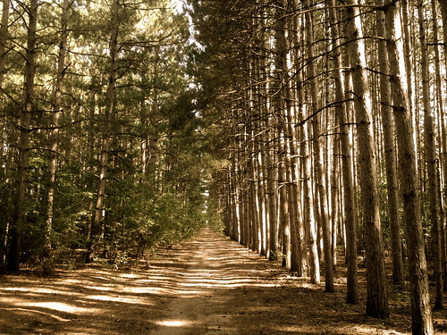 trees sunlight forest path retro iphone4s