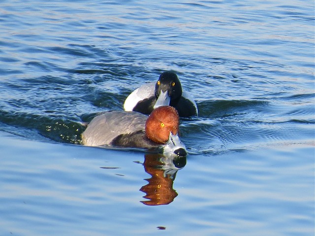Lesser Scaup and Redhead at Lake Bloomington in McLean County, IL 05