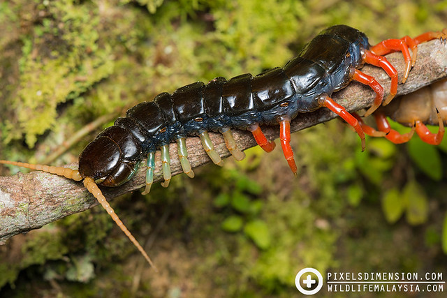 Giant centipede- Scolopendra subspinipes