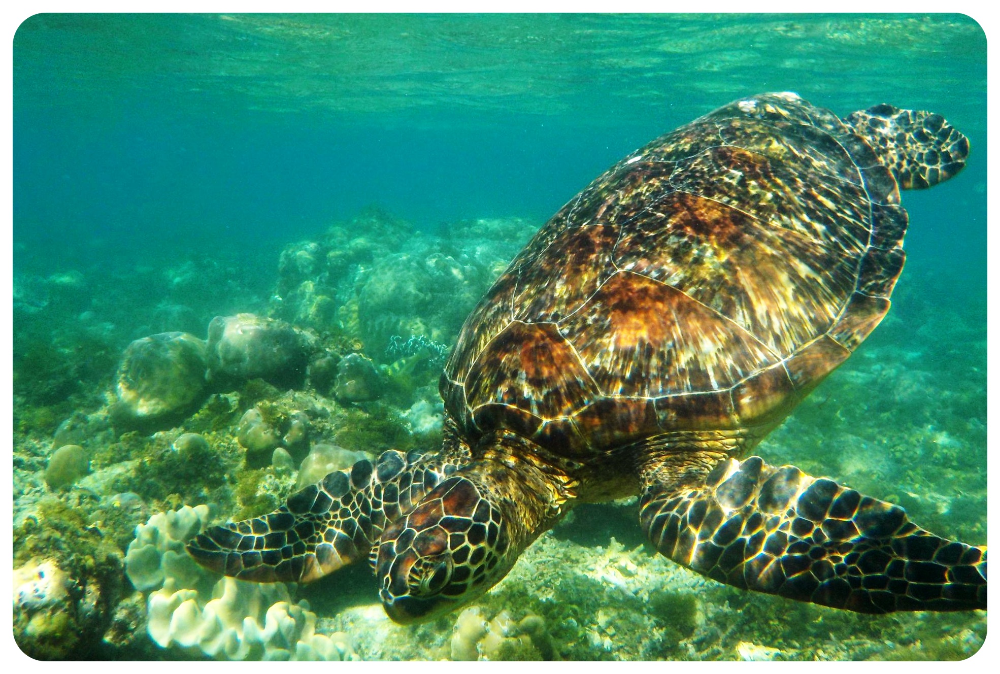sea turtle apo island