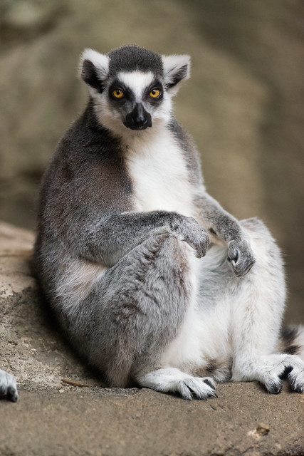 Lemur Sitting