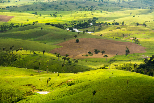 tree green field brasil high hill meadow cajueiro alagoas d7100 flickrunitedaward