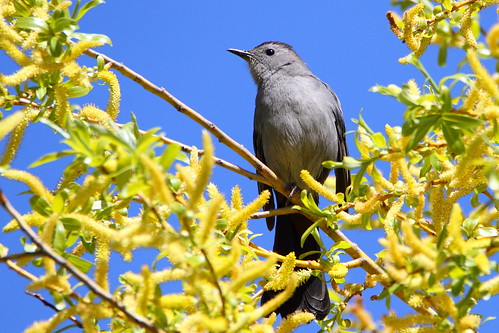 gray catbird graycatbird auroraarboretum