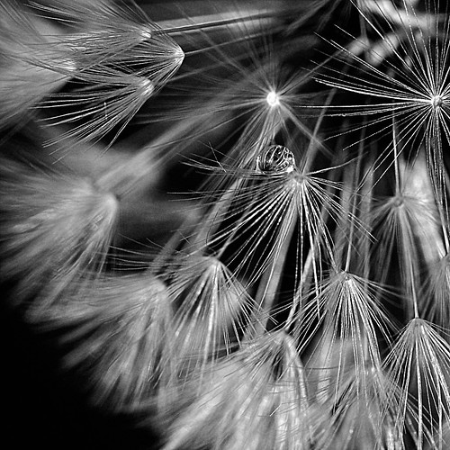 bw flower macro nature water rain square droplets drops spring dandelion seeds vegetal taraxacum taraxacumofficinale