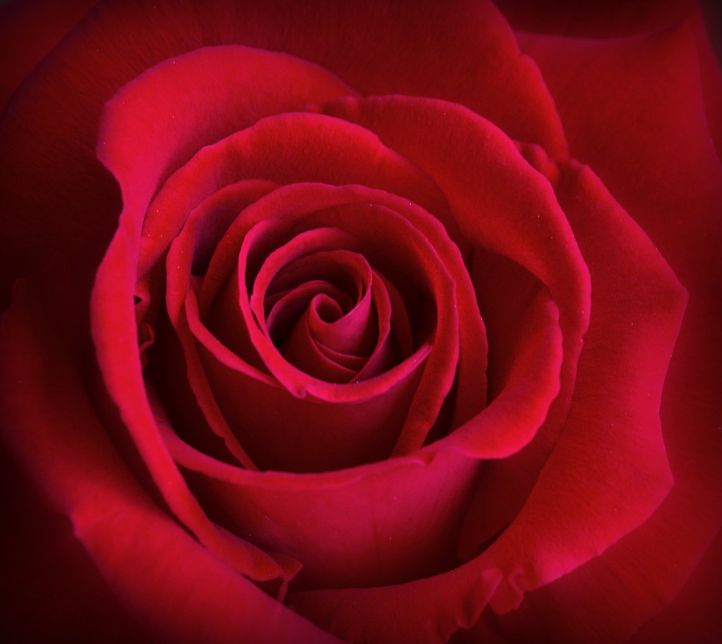 American Beauty | Red Rose. If you like this photo you might… | Flickr