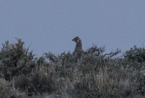 Gunnison Sage-Grouse