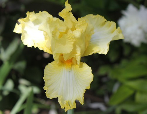 Iris - floraisons 2011 - Page 3 8736203834_e177524334