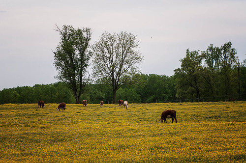 cows harfordcounty
