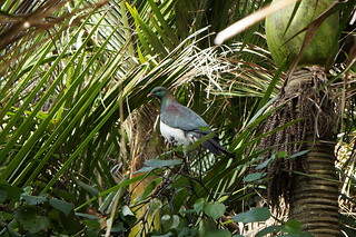 Kererū, New Zealand pigeon
