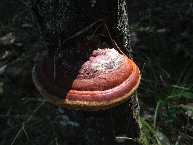 Conk fungus