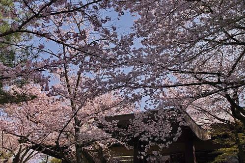 【写真】2013 桜 : 石清水八幡宮/2021-12-06/IMGP9720