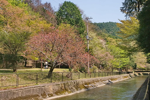 【写真】2013 桜 : 山科疎水/2020-09-19/IMGP9955