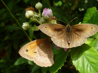 Meadow brown male and female (underneath)