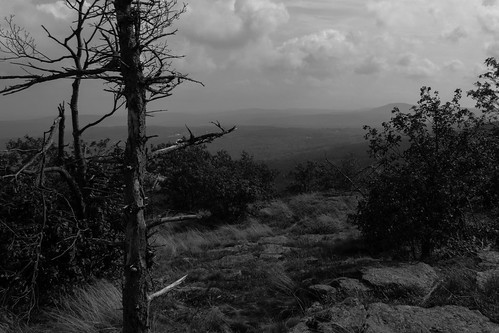 trees mountain monochrome grass rain fog clouds forest landscape woods rocks unitedstates newhampshire bushes kidder newipswich em5 14140mm