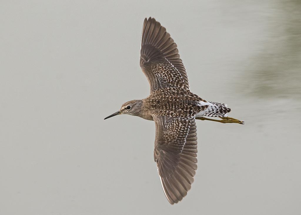 Wood Sandpiper   Gambia