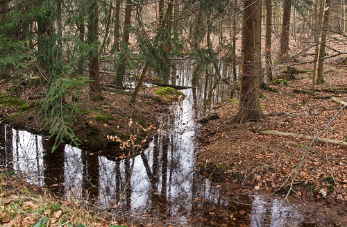 nature creek forest reflections germany deutschland natur structures bach wald rennweg spiegelungen strukturen bergischgladbach königsforst olympuse5 schreibtnix