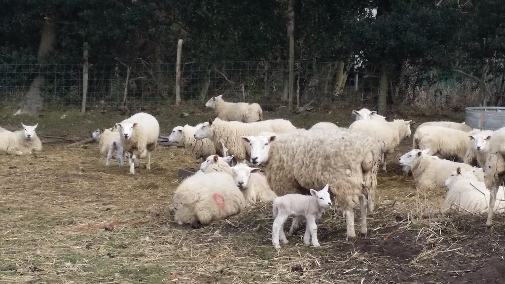 First lambs #Wealdway #sh