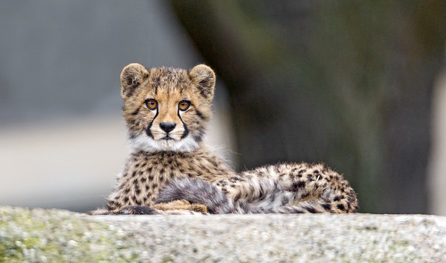 Shy cute lying cheetah cub