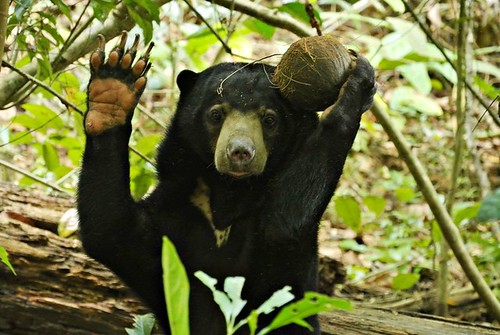馬來熊。照片由Bornean Sun Bear Conservation Centre (BSBCC) 提供